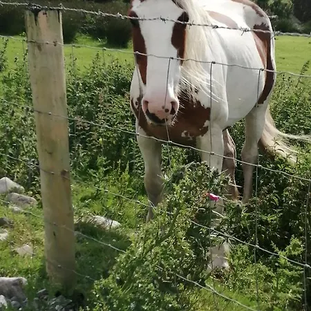 Comforts * Castleisland