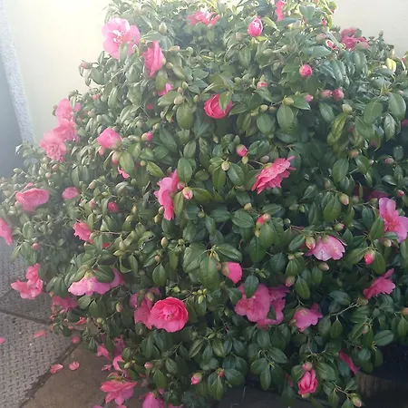 Comforts Holiday home