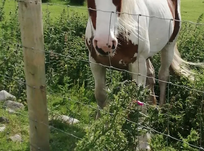 Comforts * Castleisland