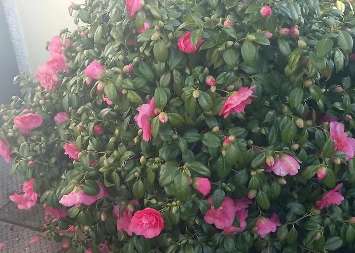 Comforts Prázdninový dům